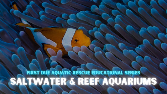 Your First Day in the Saltwater Aquarium World: What to Expect and Where to Begin