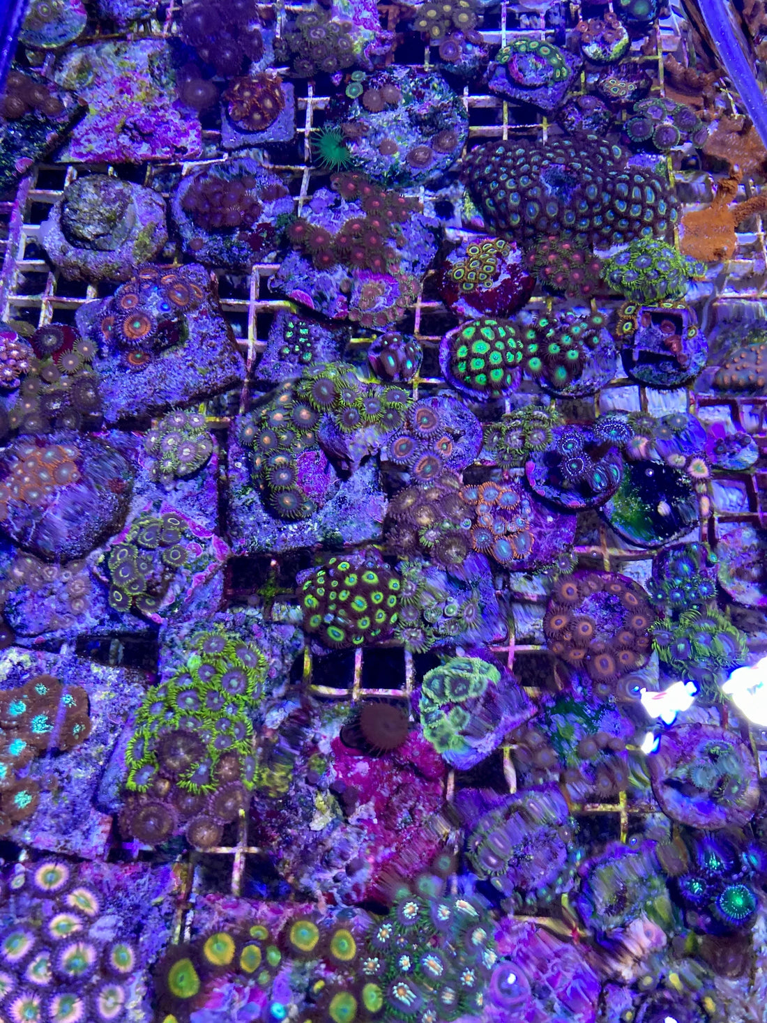First Due Aquatic Rescue Zoanthids