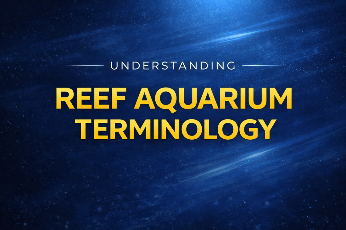 The Understanding Reef Aquarium Terminology