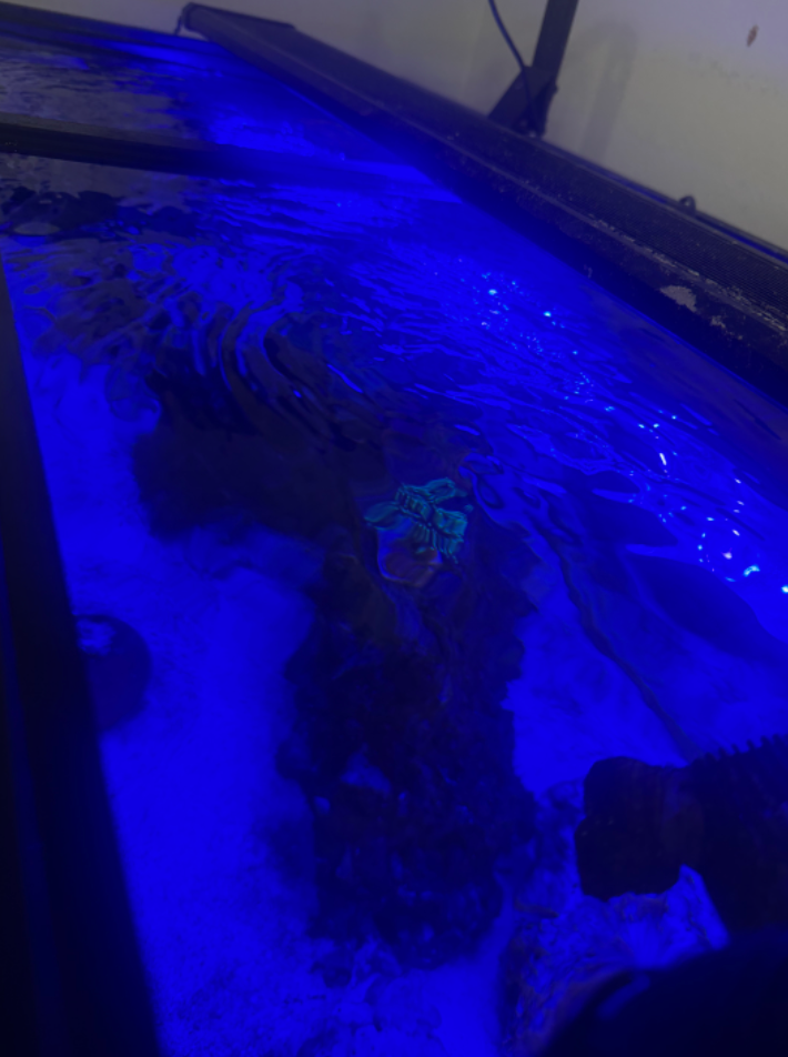 Surface Agitation in Reef Aquariums
