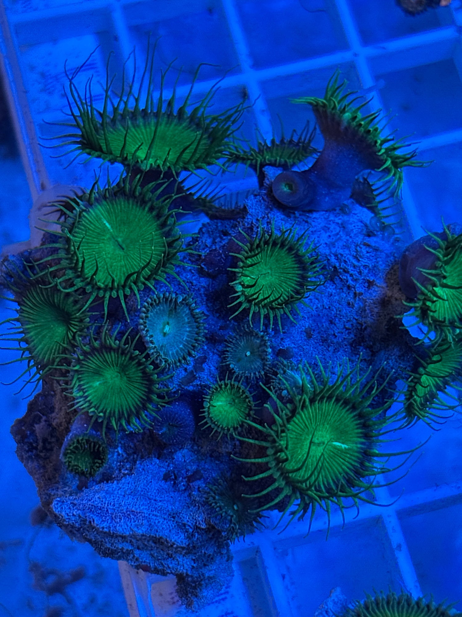 Zoanthids / Palythoa