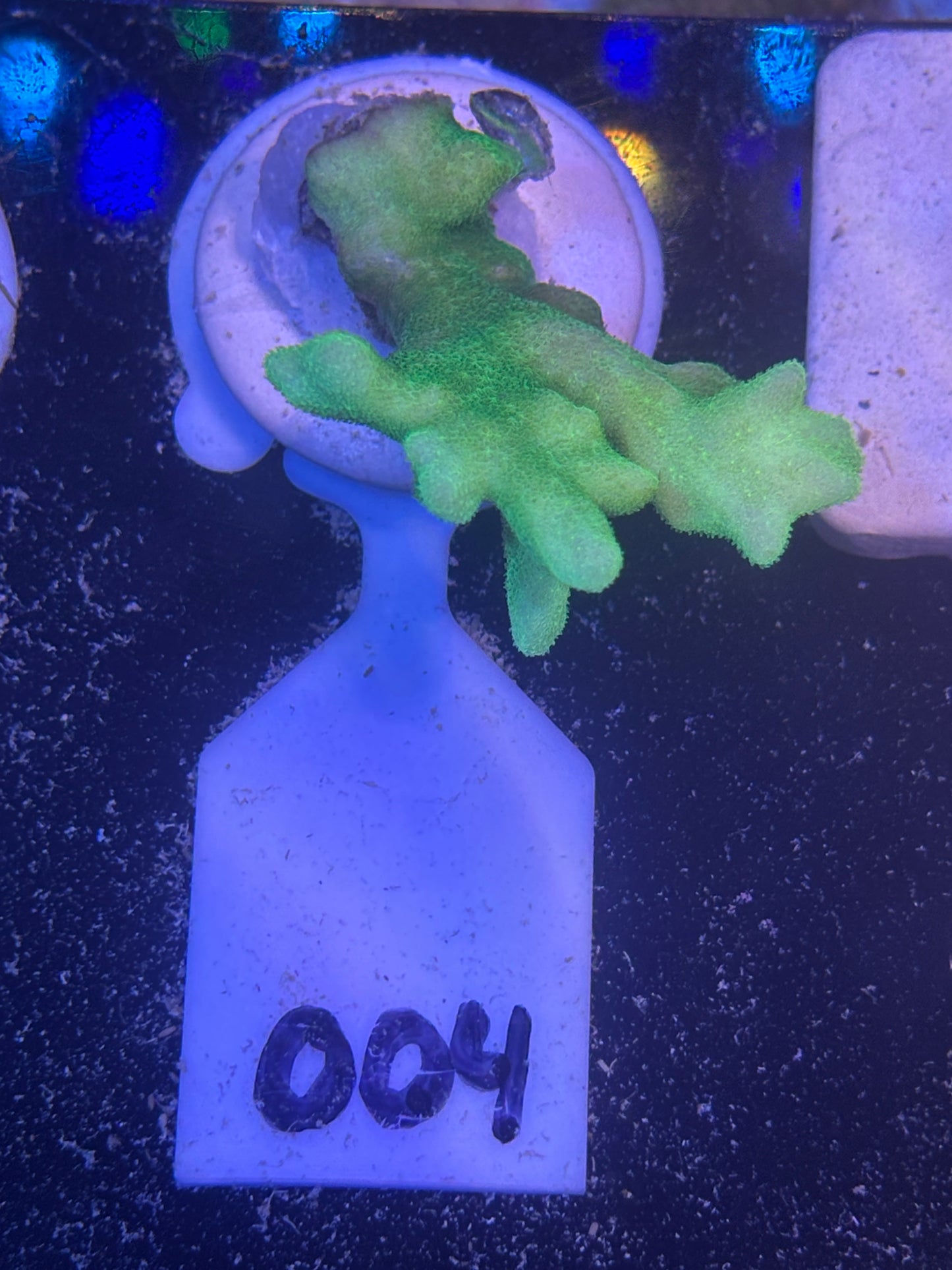 004 WYSWIYG Green Branching Psammacora