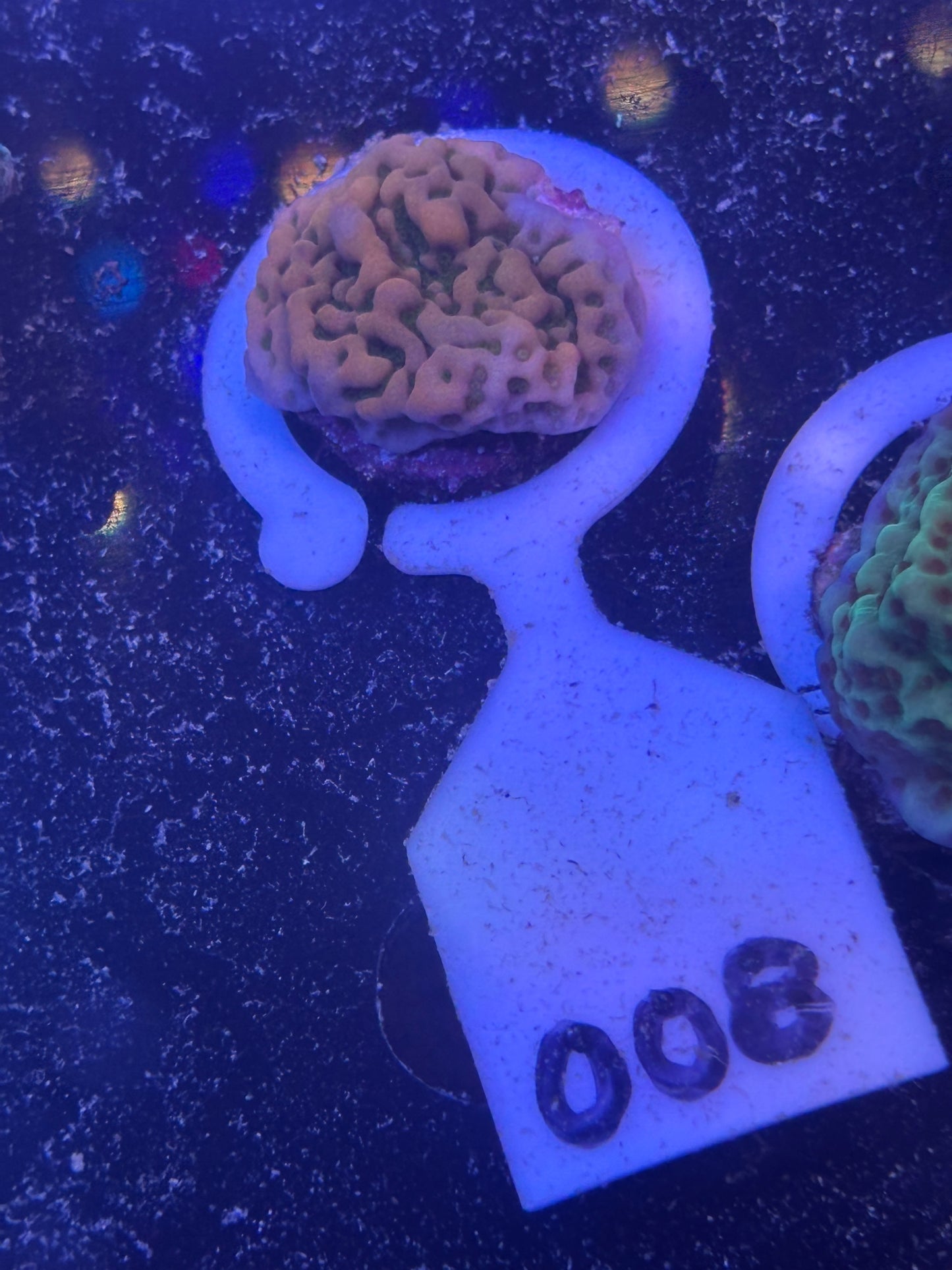008  WYSWIYG Kung Pao Montipora