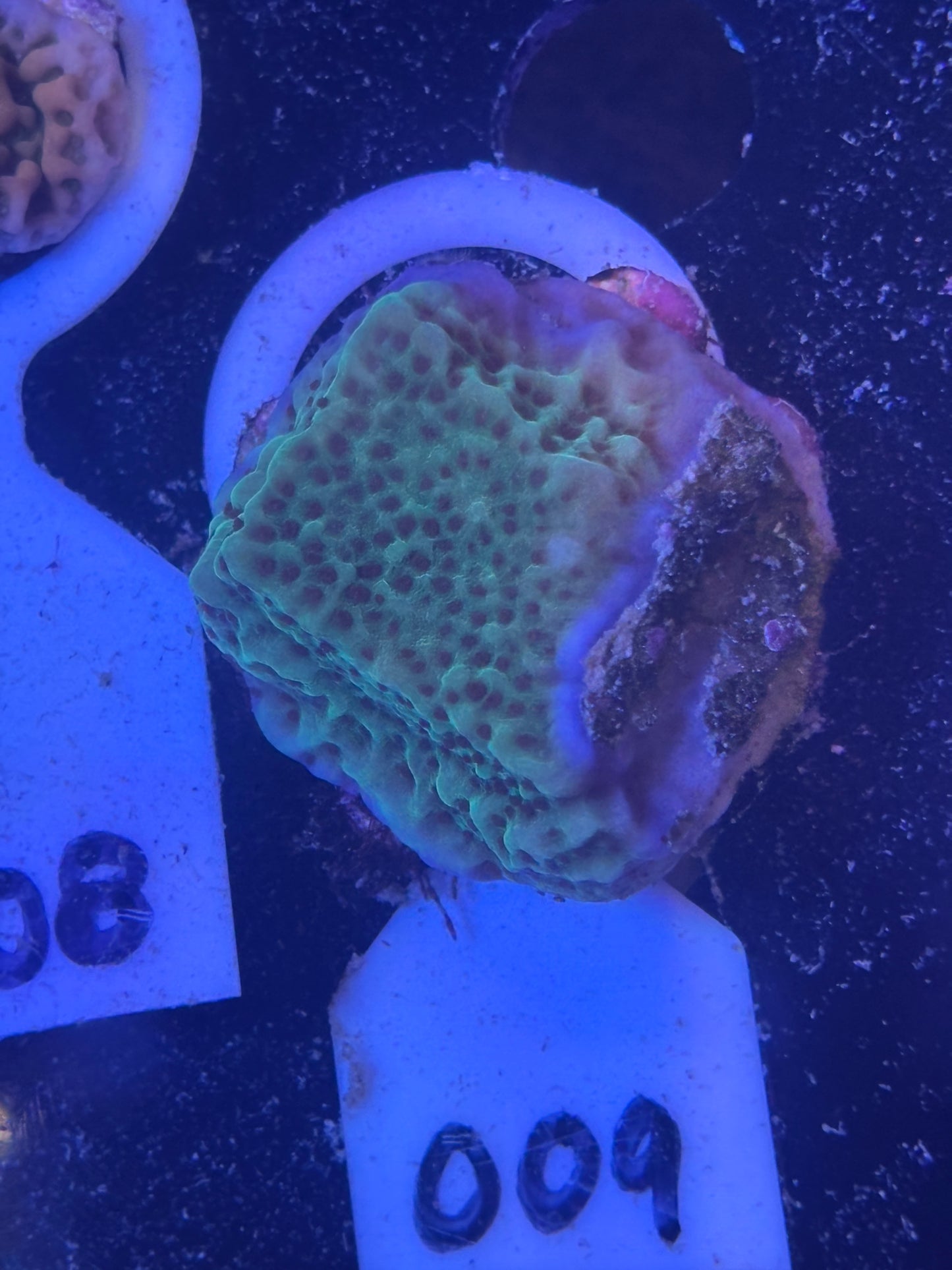 009 WYSWIYG Jedi Mindtrick Montipora