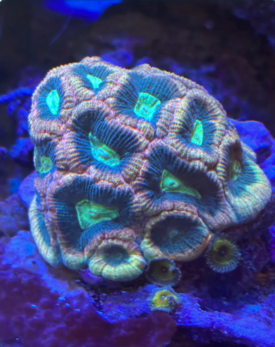 Cosmic Tide Goniastrea palauensis