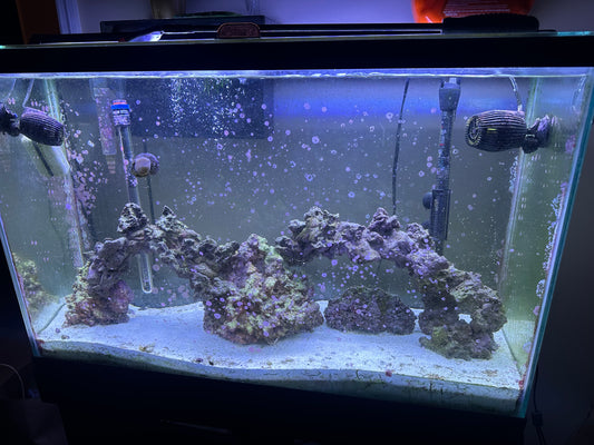 55 GALLON WITH HOB FILTER