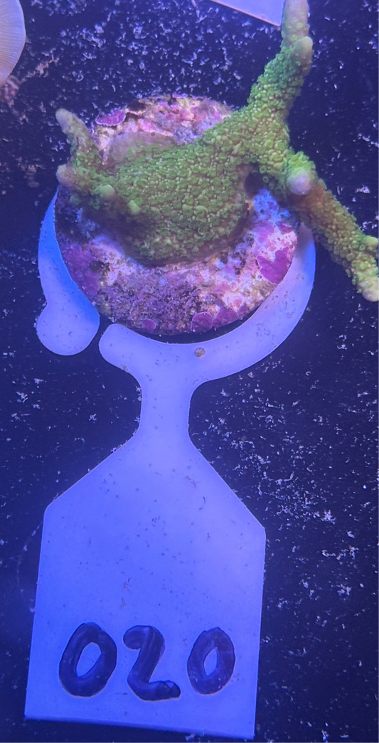 020 WYSWIYG Green Montipora Digita