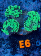 WYSIWYG Splatter Branching Hammer Coral | E6