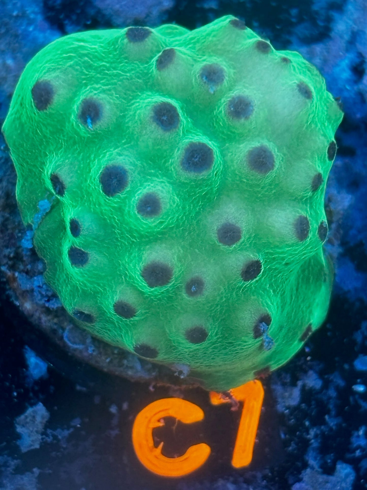 Cyphastrea Green