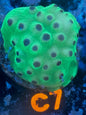 Cyphastrea Green