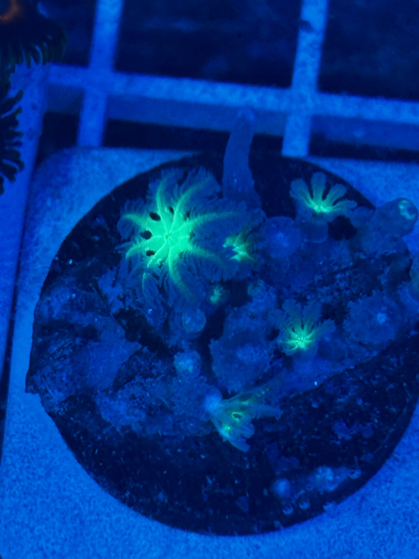 Firework Clove Polyps