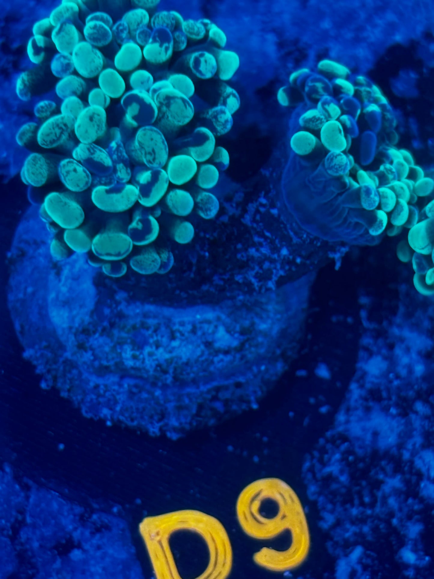 WYSIWYG Splatter Branching Hammer Coral | D9