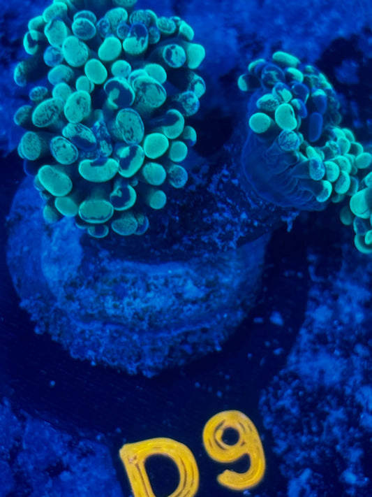 WYSIWYG Splatter Branching Hammer Coral | D9