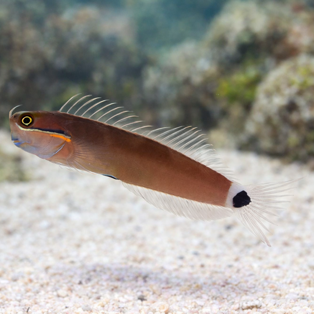 Tailspot Blenny