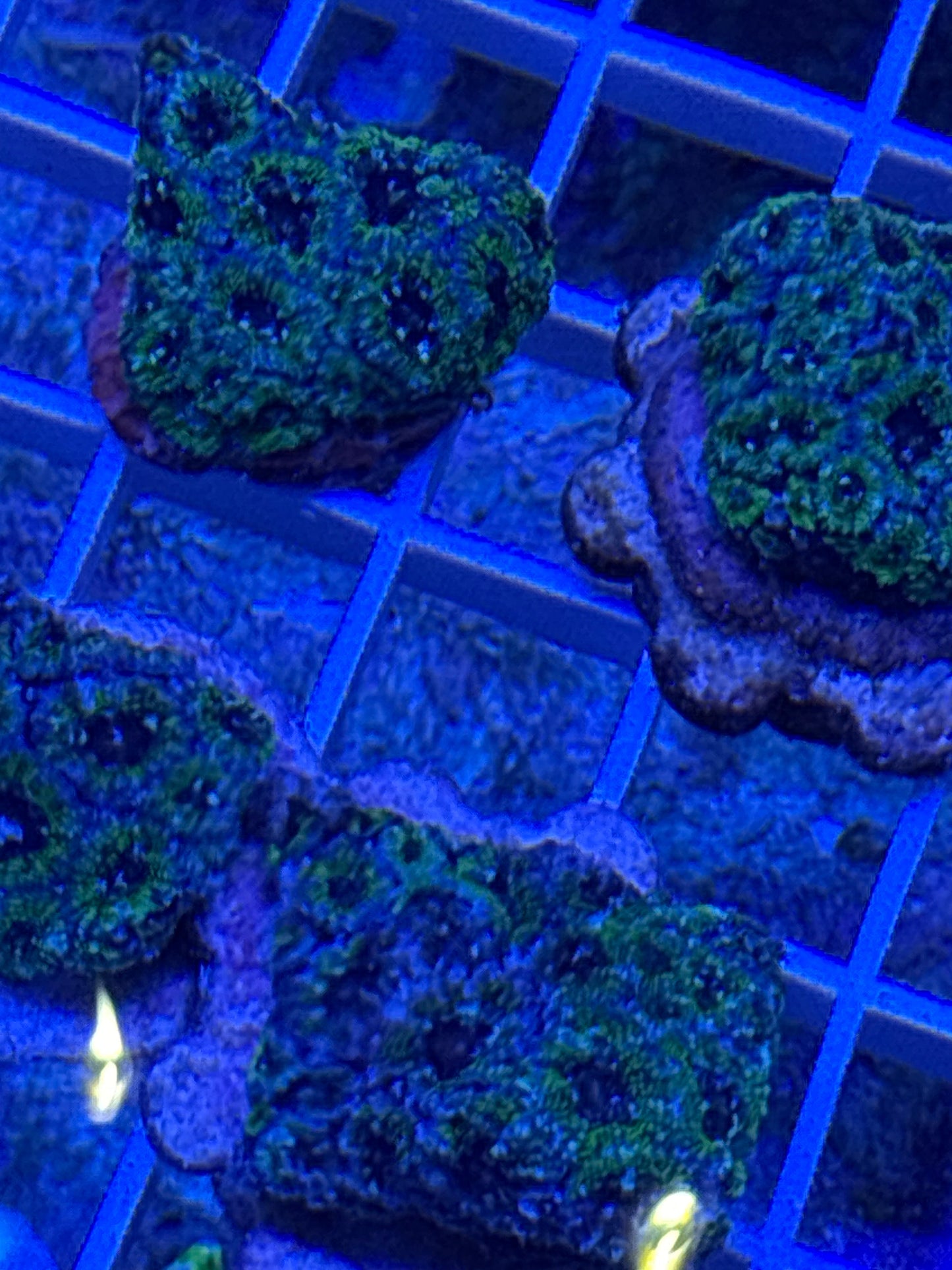 FDAR TOXIC WASTE MicroMussa