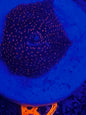 Superman Ricordea Mushroom