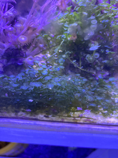 Macro Algae  - Multiple Variants.