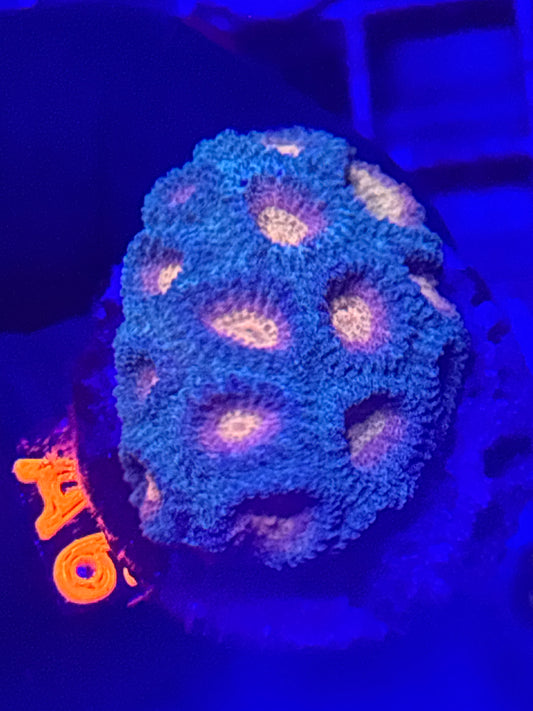 Malibu Sunrise Favia