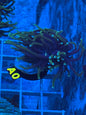 Green Torch Coral euphyllia 