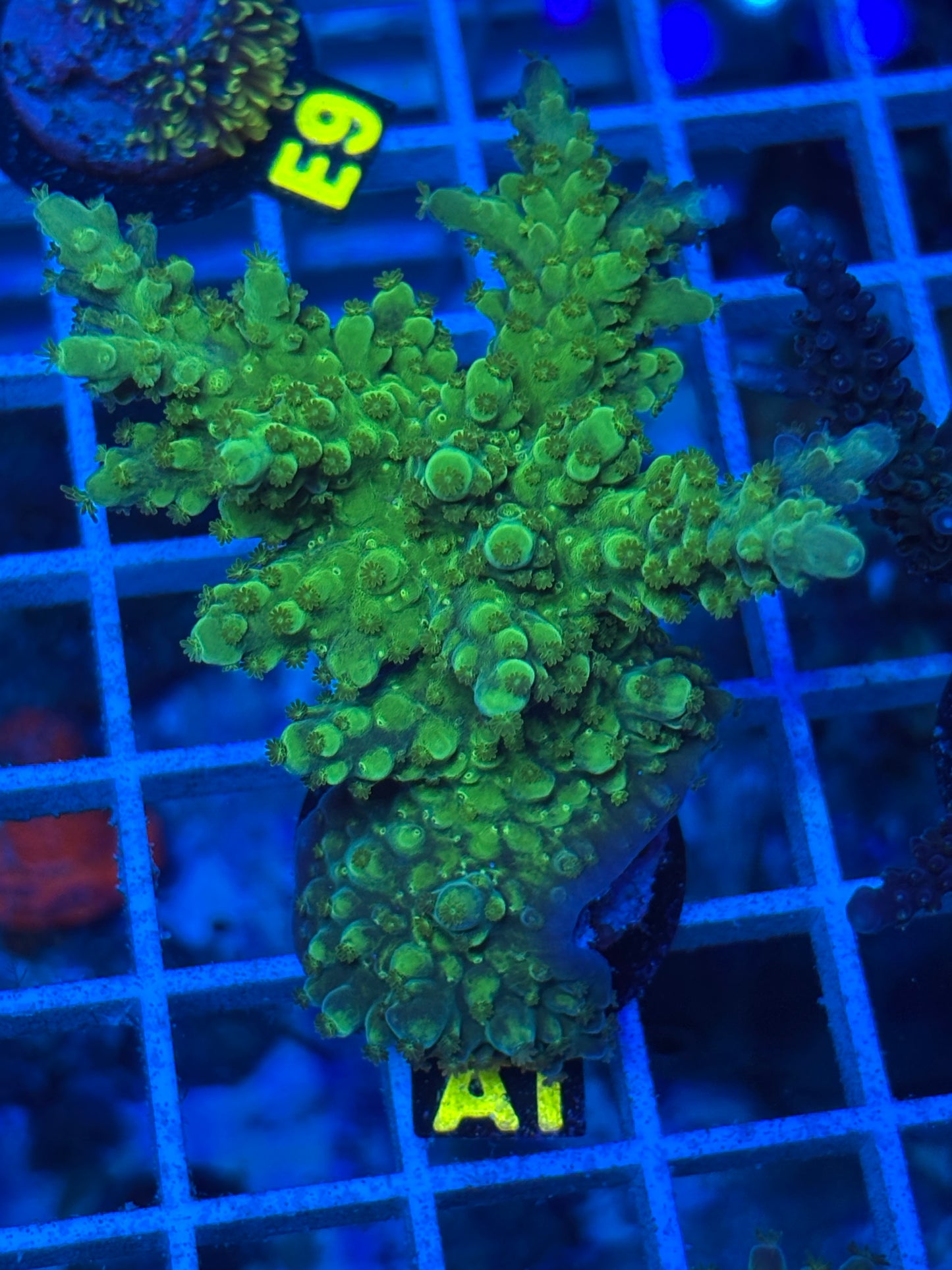 A1 -Toxic Green -  Florida Acropora - WYSIWYG