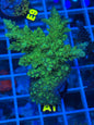 Florida Acropora Coral - WYSIWYG - A1