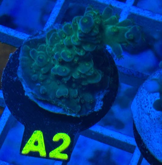 A2 - Toxic Green - Florida Acropora - WYSIWYG