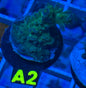 A2 - Toxic Green - Florida Acropora - WYSIWYG