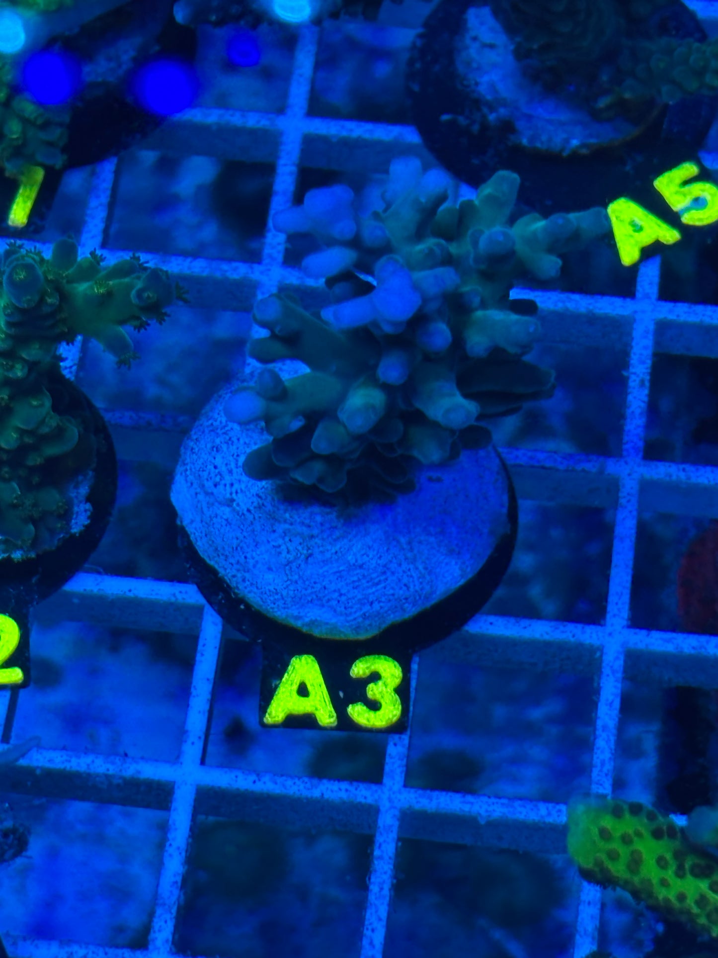 A3 - Blue Turaki - Acropora - WYSIWYG