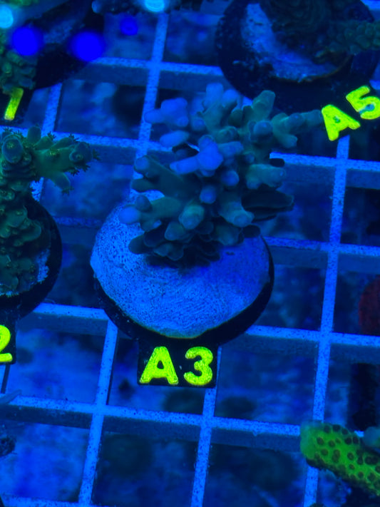 A3 - Blue Turaki - Acropora - WYSIWYG