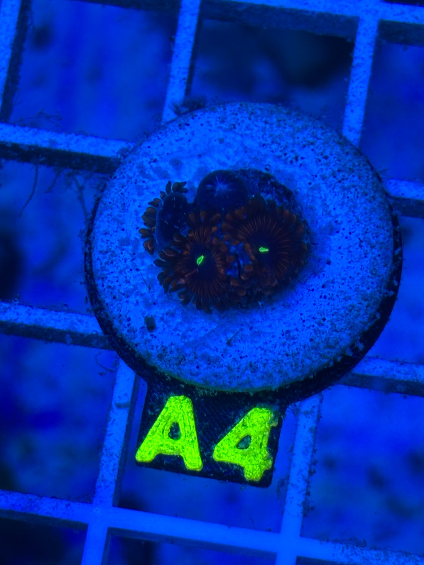 A4 - Red People Eater - Zoanthid - WYSIWYG