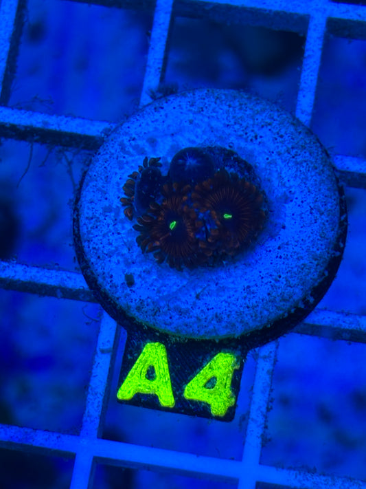 A4 - Red People Eater - Zoanthid - WYSIWYG