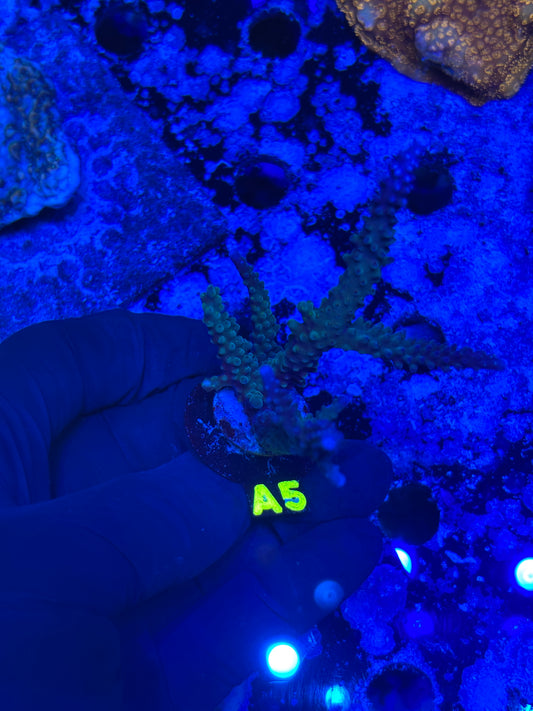 A5 - Blue Staghorn - Acropora - WYSIWYG