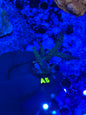 A5 - Blue Staghorn - Acropora - WYSIWYG