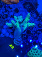 Kenya Tree soft coral WYSIWYG in reef aquarium