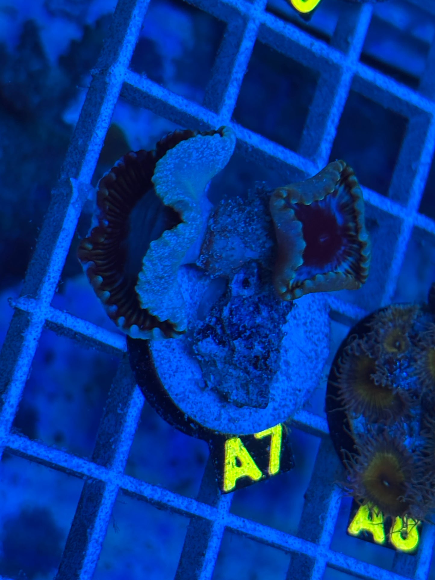 A7 - Cinnamon Paly Grandis - Palythoa - WYSIWYG