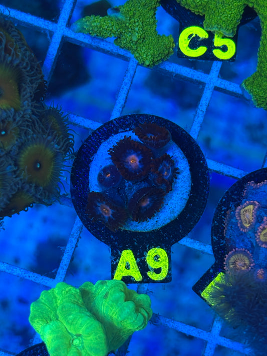 A9 - Blue Steel Zoanthid - Zoanthid - WYSIWYG