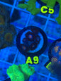 Blue Steel Zoanthid WYSIWYG Frag displayed in a reef aquarium setup with vibrant corals and identification tags.