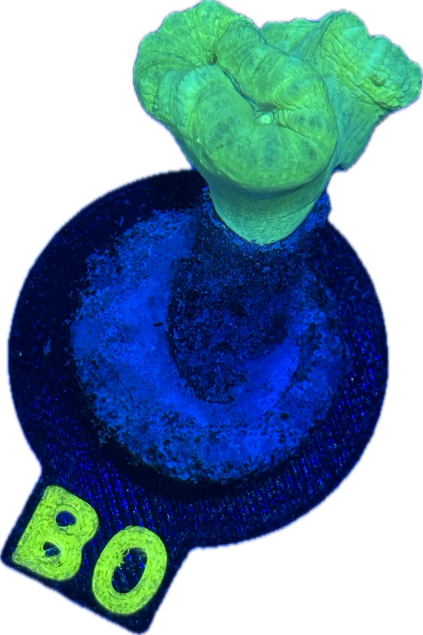 B0 - Kryptonite Candy Cane - WYSIWYG