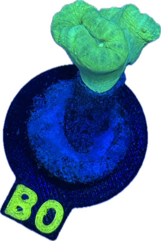 B0 - Kryptonite Candy Cane - WYSIWYG