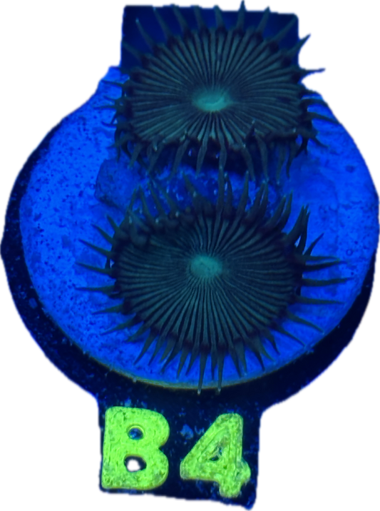 B4 - Toxic Nuclear Green Paly -  WYSIWYG