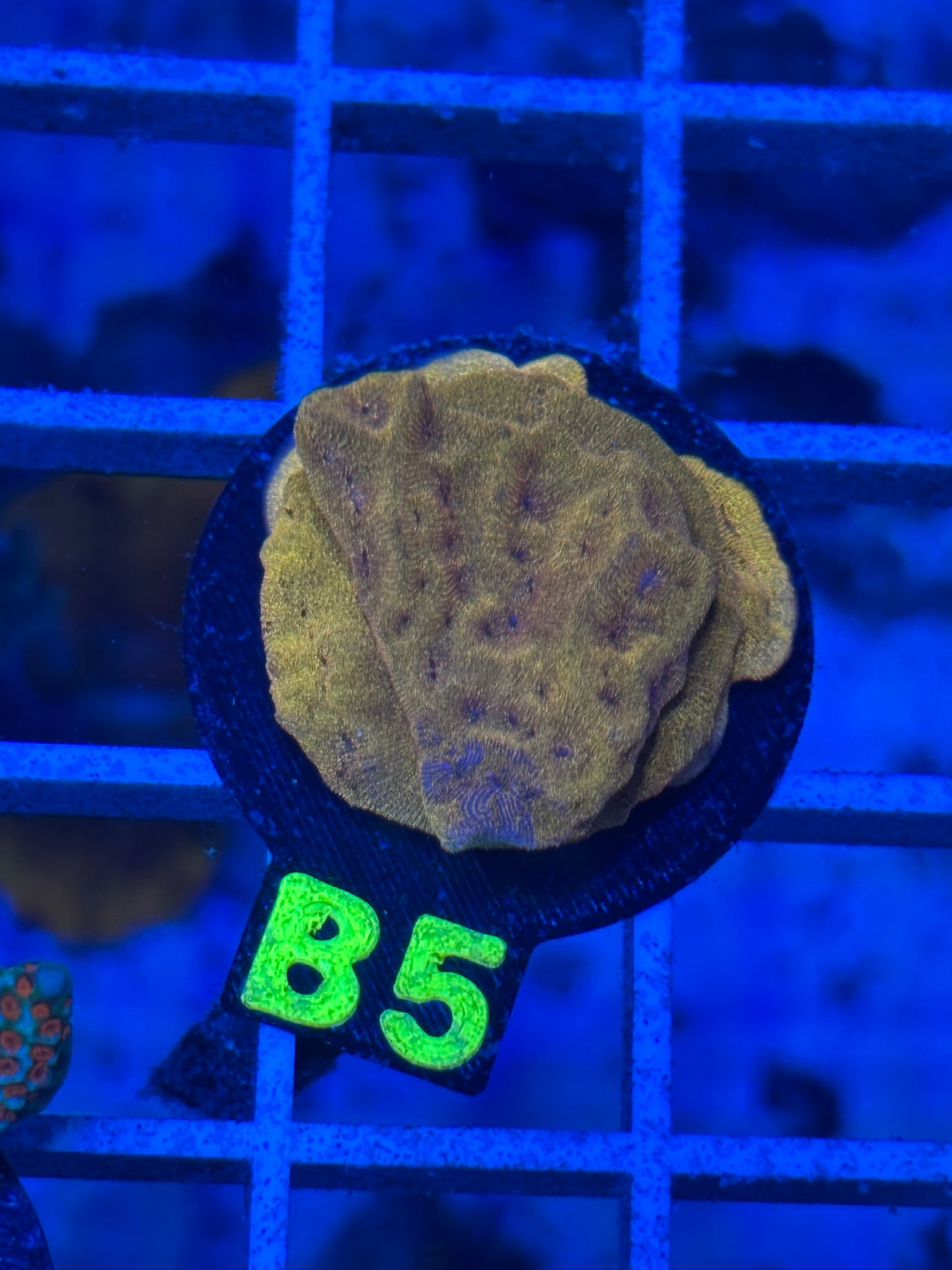 B5 - Tangerine Juice Leptoseries- - WYSIWYG