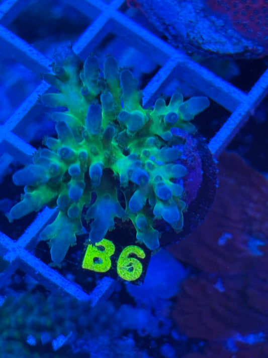 B6 - Demos Medicine Man - Acropora - WYSIWYG