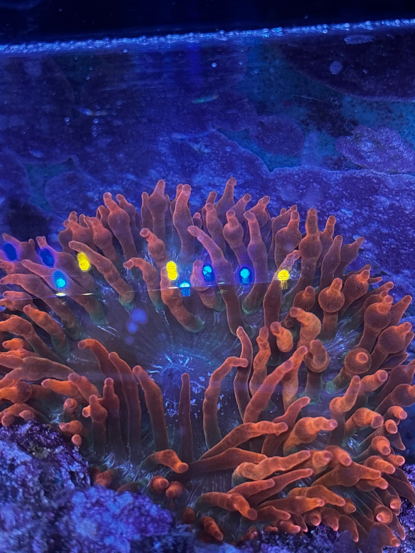 Black Widow Anemone