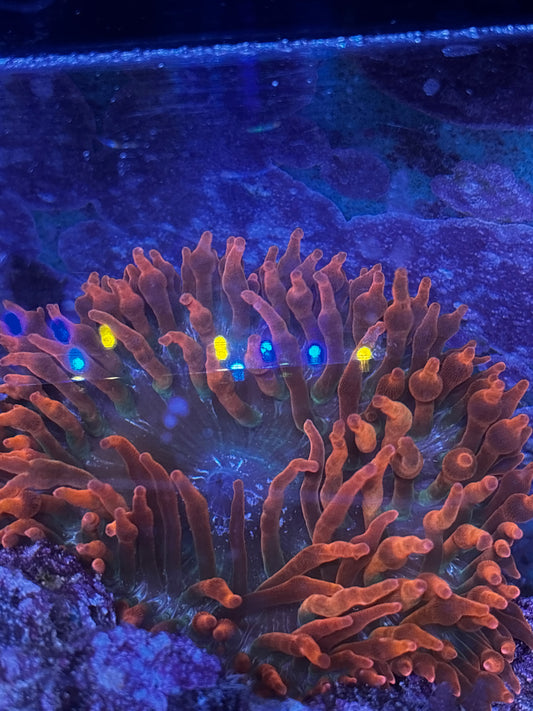 Black Widow Anemone