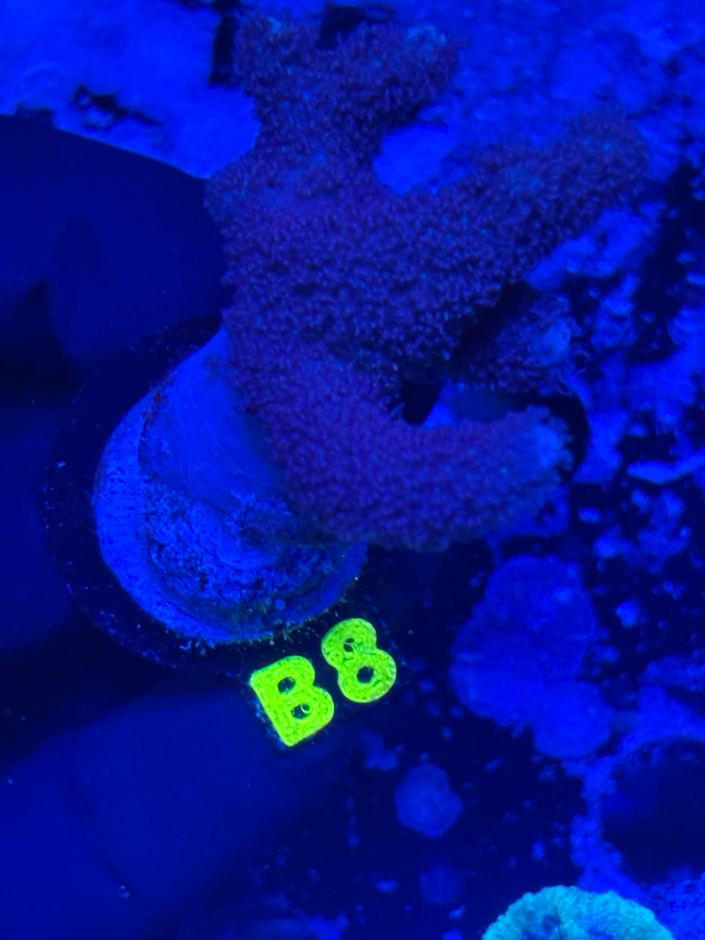 B7 - Purple/Pink Sinlularia - Soft - WYSIWYG