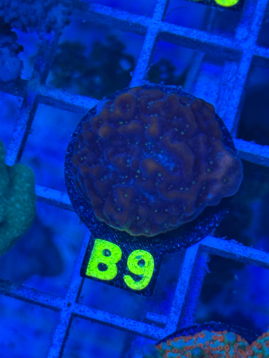 B9 - Color Morphed Kung Pao -  Montipora - WYSWIYG