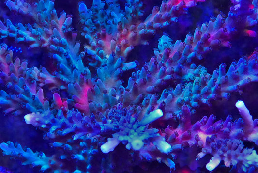 Bi-Color Stag Horn Acropora WorldofReefs.com