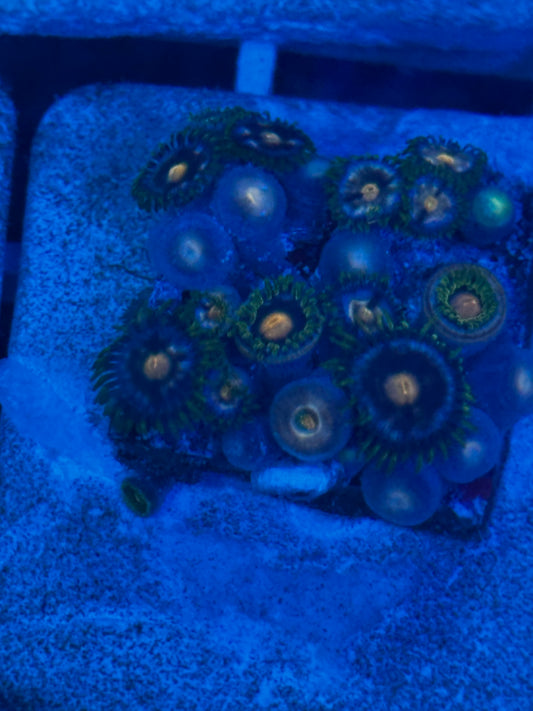 Blowpop Zoanthids