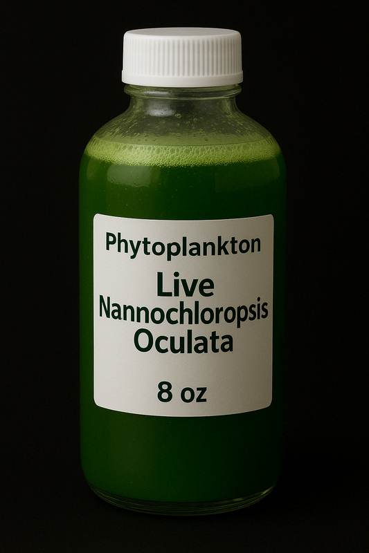 Live Nannochloropsis Oculata