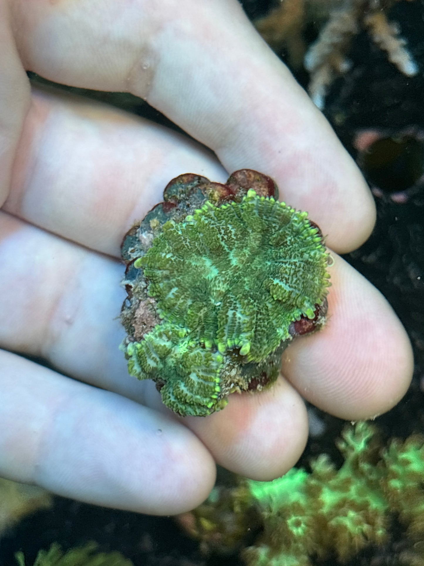 Neon Green Rhodactus